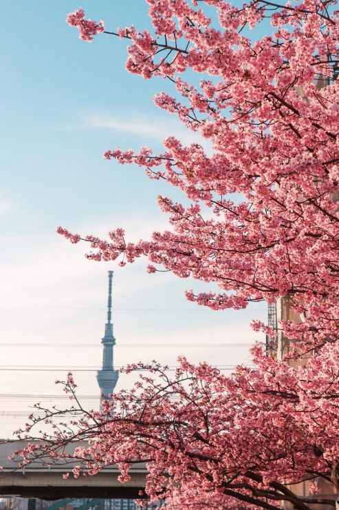 東京河津櫻必看景點推薦-舊中川