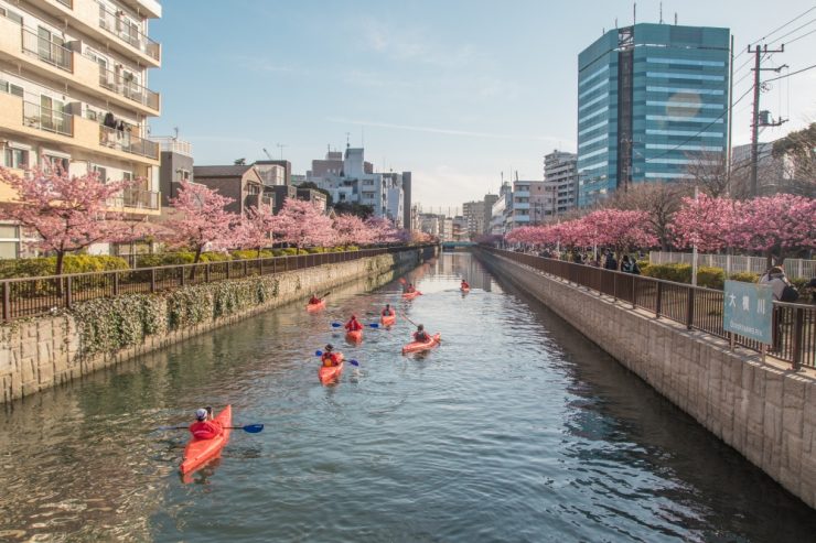 東京河津櫻必看景點推薦-木場公園