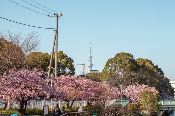 東京河津櫻必看景點推薦-木場公園
