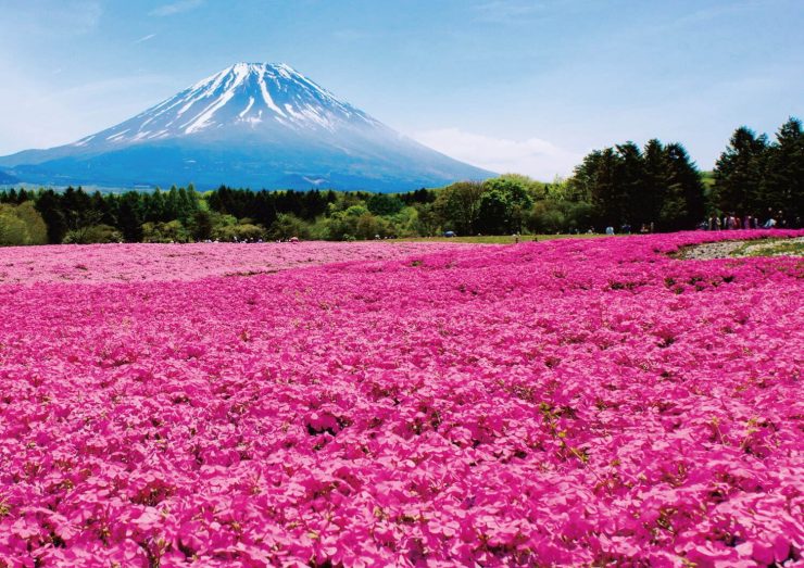 日本賞櫻 日本賞梅 日本賞櫻花 日本賞梅花 日本賞櫻秘境 日本賞梅秘境 賞日本賞花 日本賞櫻推薦 日本賞梅推薦 日本賞花景點 東京賞櫻 東京賞梅 東京賞花10