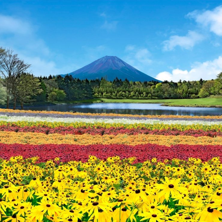 日本賞櫻 日本賞梅 日本賞櫻花 日本賞梅花 日本賞櫻秘境 日本賞梅秘境 賞日本賞花 日本賞櫻推薦 日本賞梅推薦 日本賞花景點 東京賞櫻 東京賞梅 東京賞花11