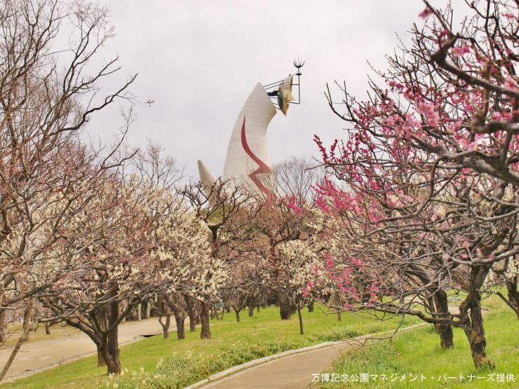 日本賞櫻 日本賞梅 日本賞櫻花 日本賞梅花 日本賞櫻秘境 日本賞梅秘境 賞日本賞花 日本賞櫻推薦 日本賞梅推薦 日本賞花景點 東京賞櫻 東京賞梅 東京賞花16