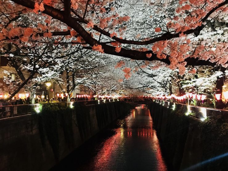 東京櫻花 東京賞櫻地點 東京櫻花推薦 東京賞櫻地點 賞櫻東京 日本東京賞櫻 日本東京春天賞櫻 1