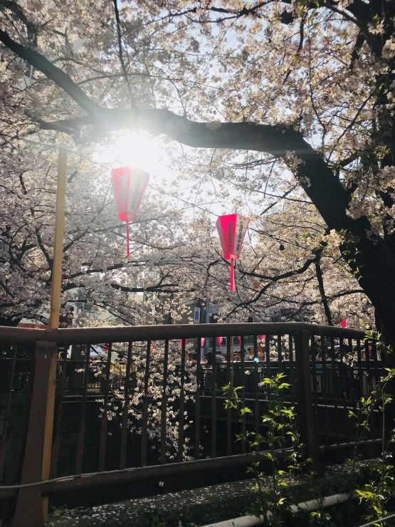 東京櫻花 東京賞櫻地點 東京櫻花推薦 東京賞櫻地點 賞櫻東京 日本東京賞櫻 日本東京春天賞櫻 2