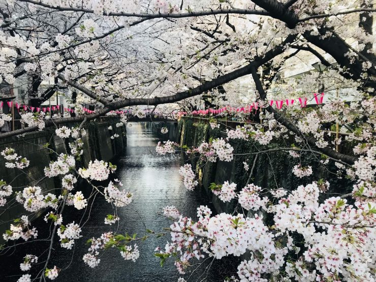 東京櫻花 東京賞櫻地點 東京櫻花推薦 東京賞櫻地點 賞櫻東京 日本東京賞櫻 日本東京春天賞櫻 3