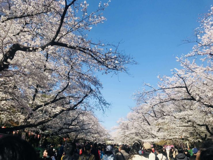 東京櫻花 東京賞櫻地點 東京櫻花推薦 東京賞櫻地點 賞櫻東京 日本東京賞櫻 日本東京春天賞櫻 6