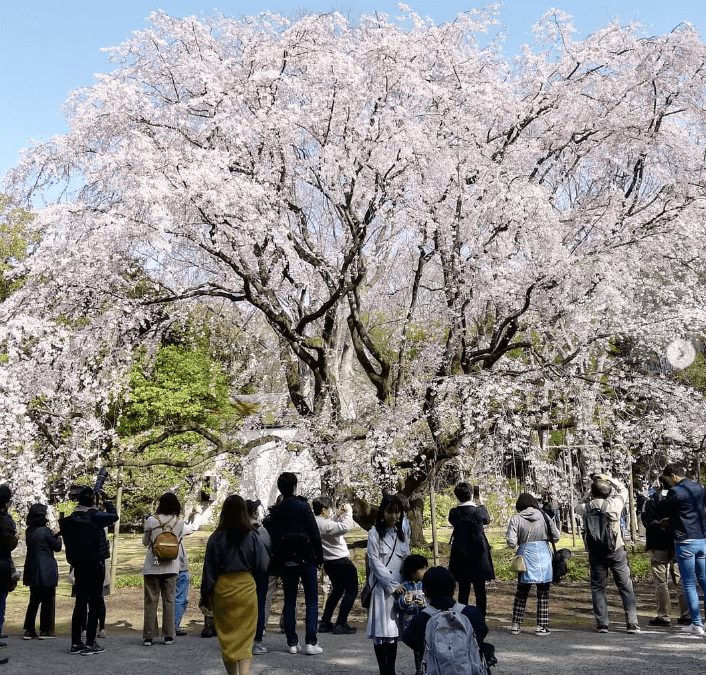 東京櫻花 東京賞櫻地點 東京櫻花推薦 東京賞櫻地點 賞櫻東京 日本東京賞櫻 日本東京春天賞櫻 6 六義園