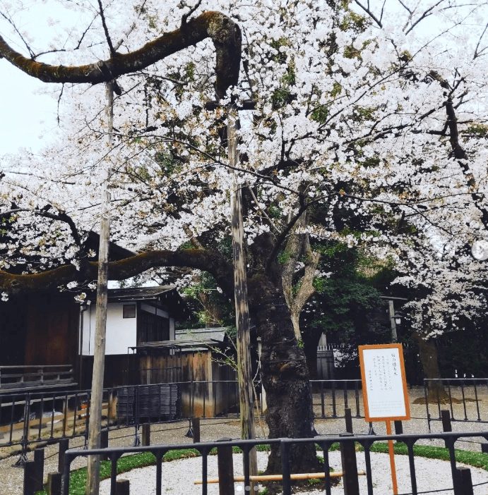 東京櫻花 東京賞櫻地點 東京櫻花推薦 東京賞櫻地點 賞櫻東京 日本東京賞櫻 日本東京春天賞櫻 6