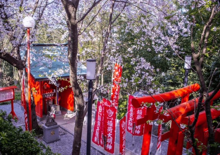 福岡賞櫻 福賞櫻花 福岡賞櫻景點 福岡櫻花景點 福岡櫻花開 福岡櫻花開花 福岡櫻花地點 1