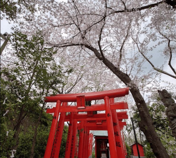 福岡賞櫻 福賞櫻花 福岡賞櫻景點 福岡櫻花景點 福岡櫻花開 福岡櫻花開花 福岡櫻花地點 2