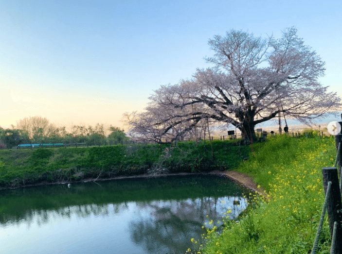 福岡賞櫻 福賞櫻花 福岡賞櫻景點 福岡櫻花景點 福岡櫻花開 福岡櫻花開花 福岡櫻花地點 淺井之一本櫻