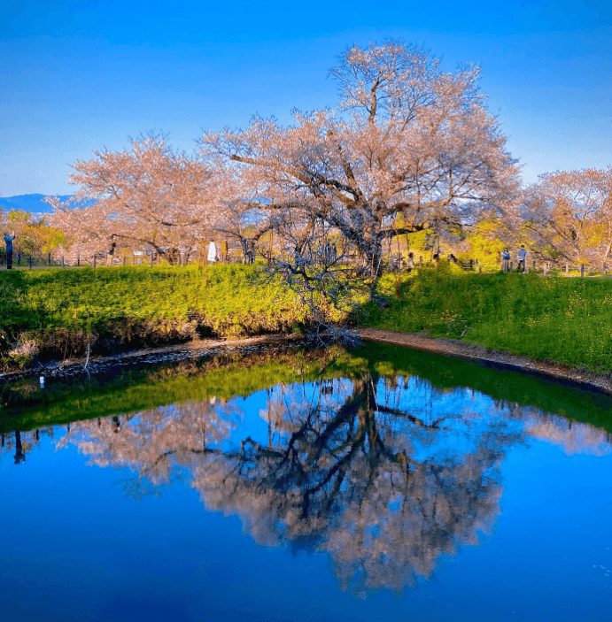 福岡賞櫻 福賞櫻花 福岡賞櫻景點 福岡櫻花景點 福岡櫻花開 福岡櫻花開花 福岡櫻花地點 淺井之一本櫻1