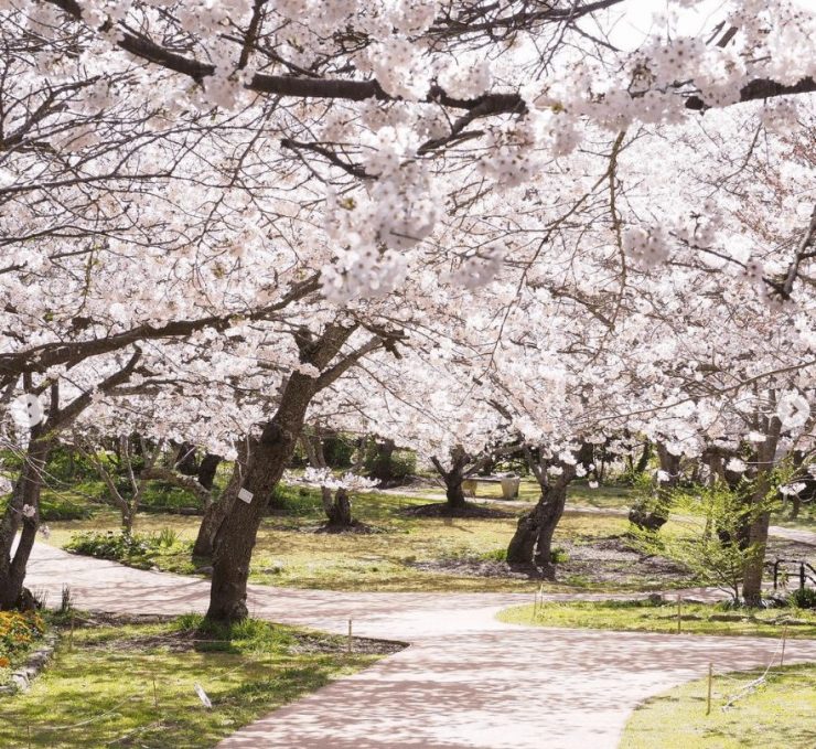 福岡賞櫻 福賞櫻花 福岡賞櫻景點 福岡櫻花景點 福岡櫻花開 福岡櫻花開花 福岡櫻花地點 白野江植物公園