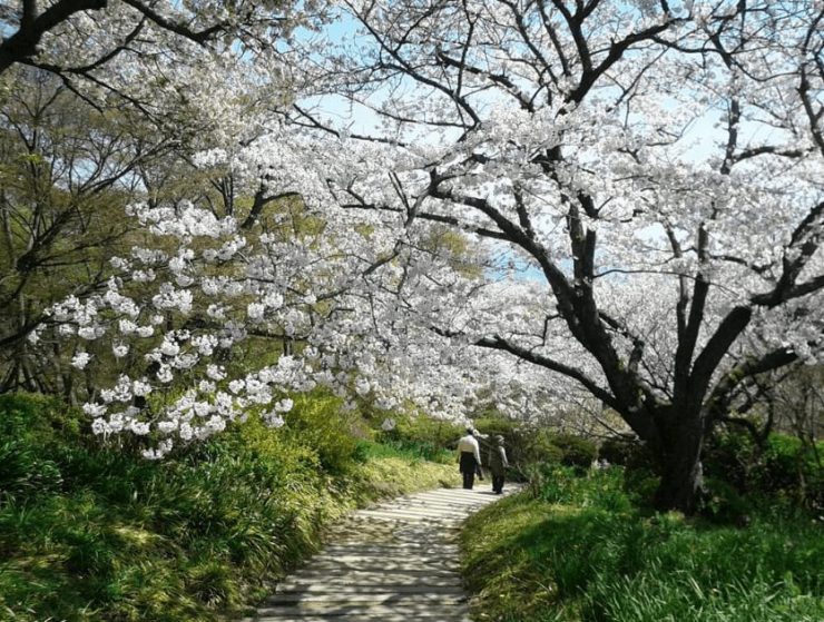 福岡賞櫻 福賞櫻花 福岡賞櫻景點 福岡櫻花景點 福岡櫻花開 福岡櫻花開花 福岡櫻花地點 白野江植物公園1