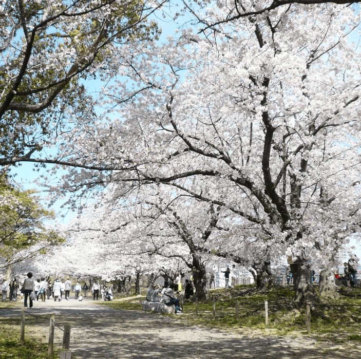 福岡賞櫻 福賞櫻花 福岡賞櫻景點 福岡櫻花景點 福岡櫻花開 福岡櫻花開花 福岡櫻花地點 舞鶴公園
