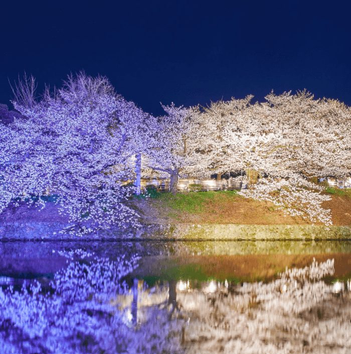 福岡賞櫻 福賞櫻花 福岡賞櫻景點 福岡櫻花景點 福岡櫻花開 福岡櫻花開花 福岡櫻花地點 舞鶴公園1
