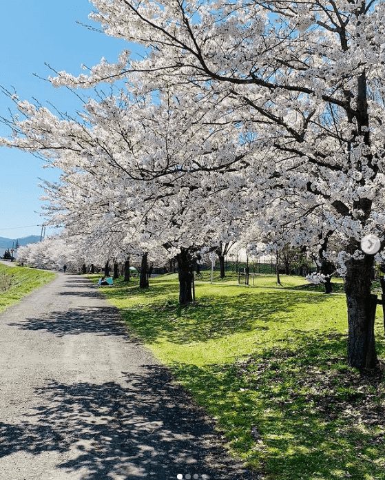 福岡賞櫻 福賞櫻花 福岡賞櫻景點 福岡櫻花景點 福岡櫻花開 福岡櫻花開花 福岡櫻花地點 西公園1