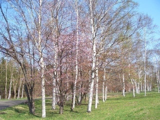 北海道櫻花景點推薦