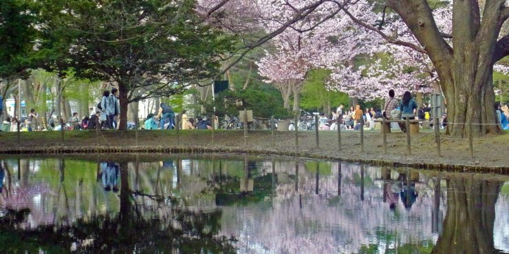 北海道櫻花景點推薦