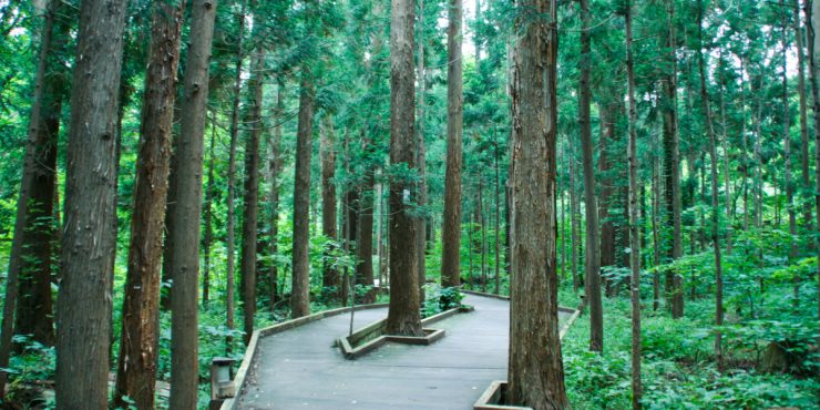 北海道櫻花景點推薦
