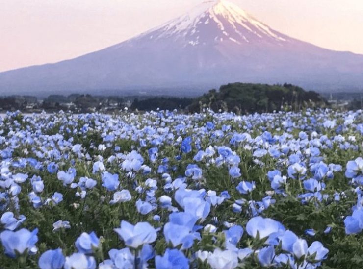 富士山景觀 富士山景點推薦 拍富士山 富士山拍照地 富士山景點 看得到富士山 富士山美景 河口湖自然生活館1