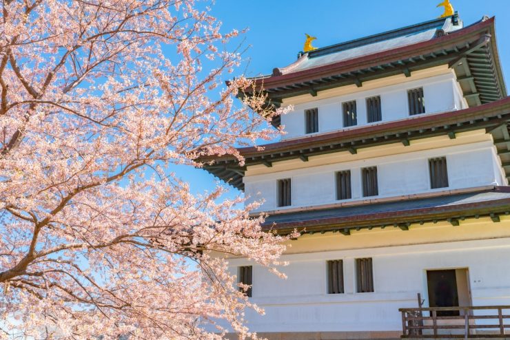 北海道櫻花景點推薦