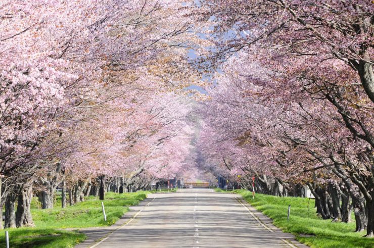 北海道櫻花景點推薦