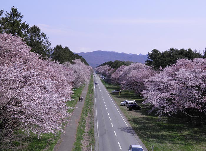 北海道櫻花景點推薦