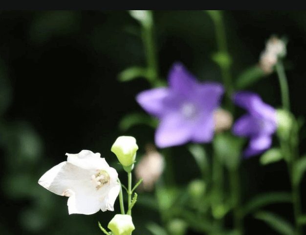 箱根湿生花園1