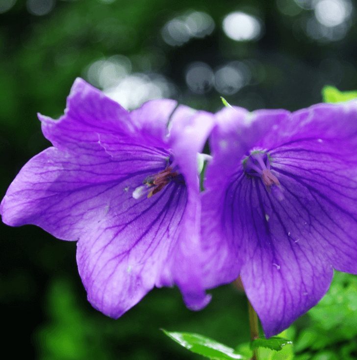 箱根湿生花園