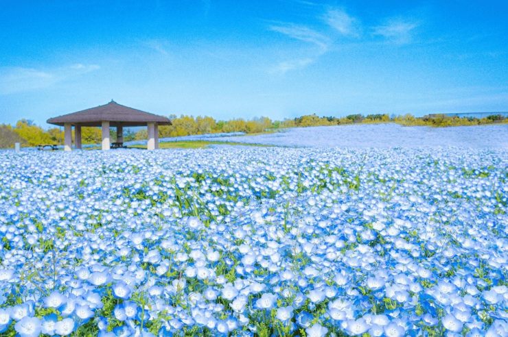 海之中道海濱公園1日本福岡旅遊景點11選 福岡旅行 福岡景點推薦 福岡旅遊景點 福岡必去景點 福岡觀光