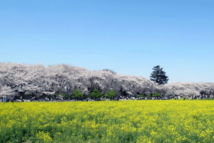 埼玉縣 埼玉縣觀光 埼玉縣旅遊推薦 埼玉縣 埼玉旅遊 埼玉縣景點4.24