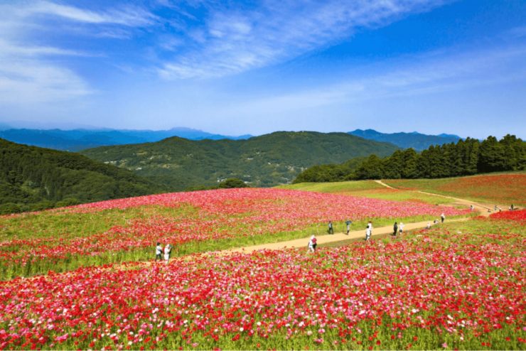 埼玉縣 埼玉縣觀光 埼玉縣旅遊推薦 埼玉縣 埼玉旅遊 埼玉縣景點5.49