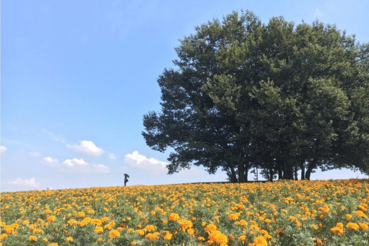 埼玉縣 埼玉縣觀光 埼玉縣旅遊推薦 埼玉縣 埼玉旅遊 埼玉縣景點6.30