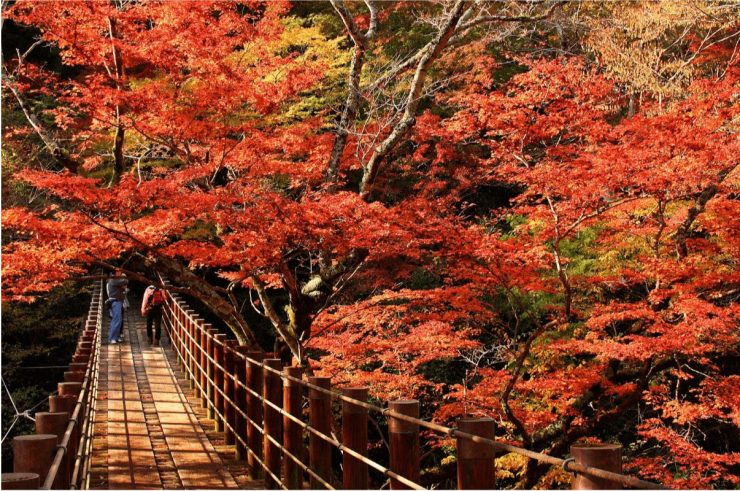 茨城縣 茨城縣觀光 茨城縣旅遊 茨城縣景點推薦 茨城觀光 茨城旅遊 茨城景點19.01